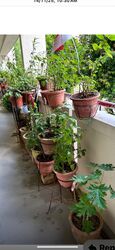 Blk 706 Clementi West Street 2 (Clementi), HDB 3 Rooms #503514701